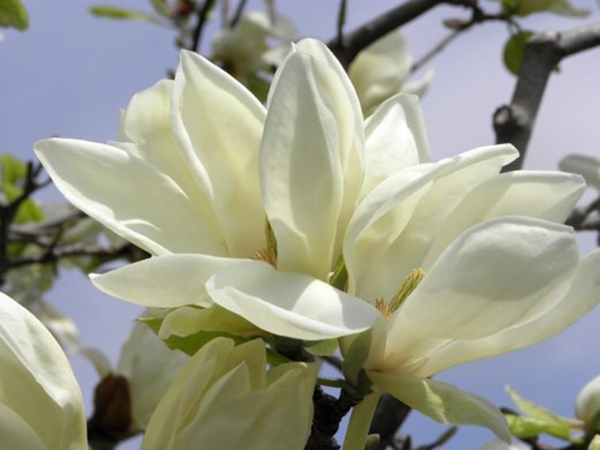 Types Of Magnolia Trees And Shrubs With Photos Dengarden