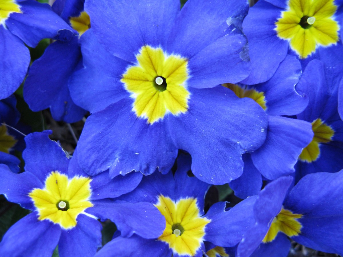 Primulas And Primroses Facts About Beautiful Spring Flowers Dengarden