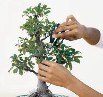 How to Prune and Dwarf Bonsai Trees - Dengarden