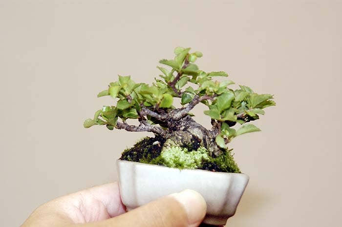 himalaya zeder bonsai 36 Year Old Himalayan Cedar Formal Upright Specimen Bonsai Tree