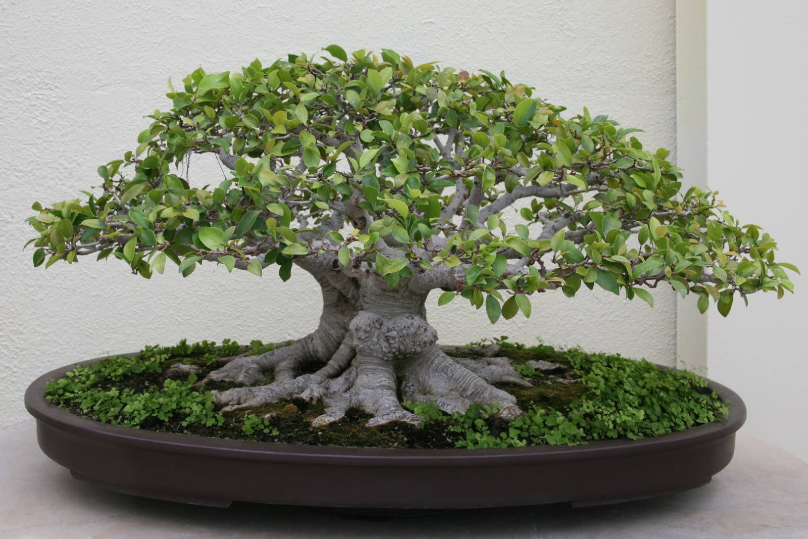 mini bonsai fr flaschengarten Flaschengarten Egg Bonsai DIY Terrarium 12cm H25cm kaufen