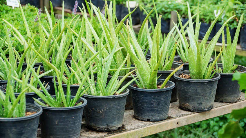 gesichtsreinigung mit aloe vera Spilanthox