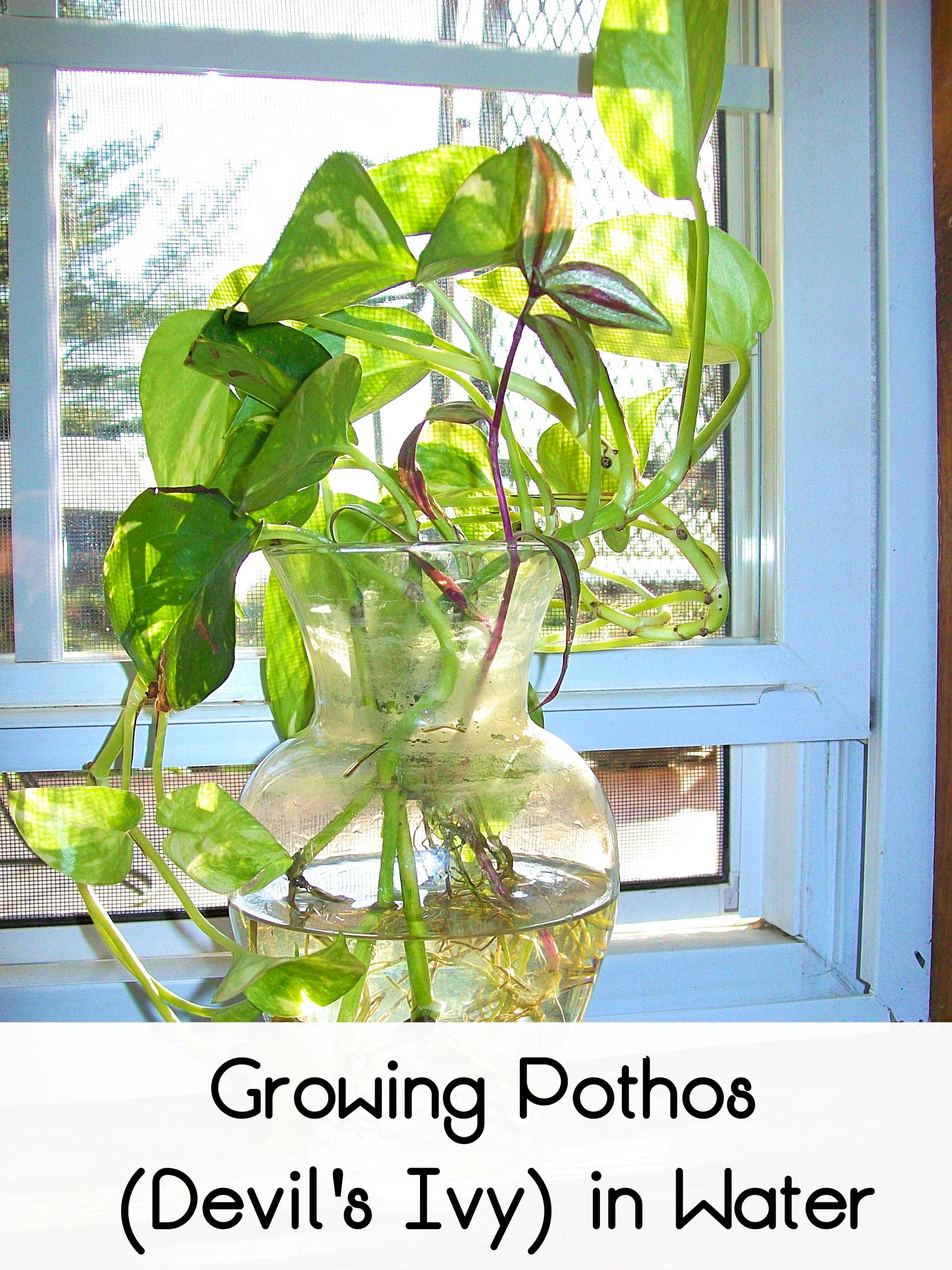 How to Grow Pothos (Devil's Ivy) in Water - Dengarden
