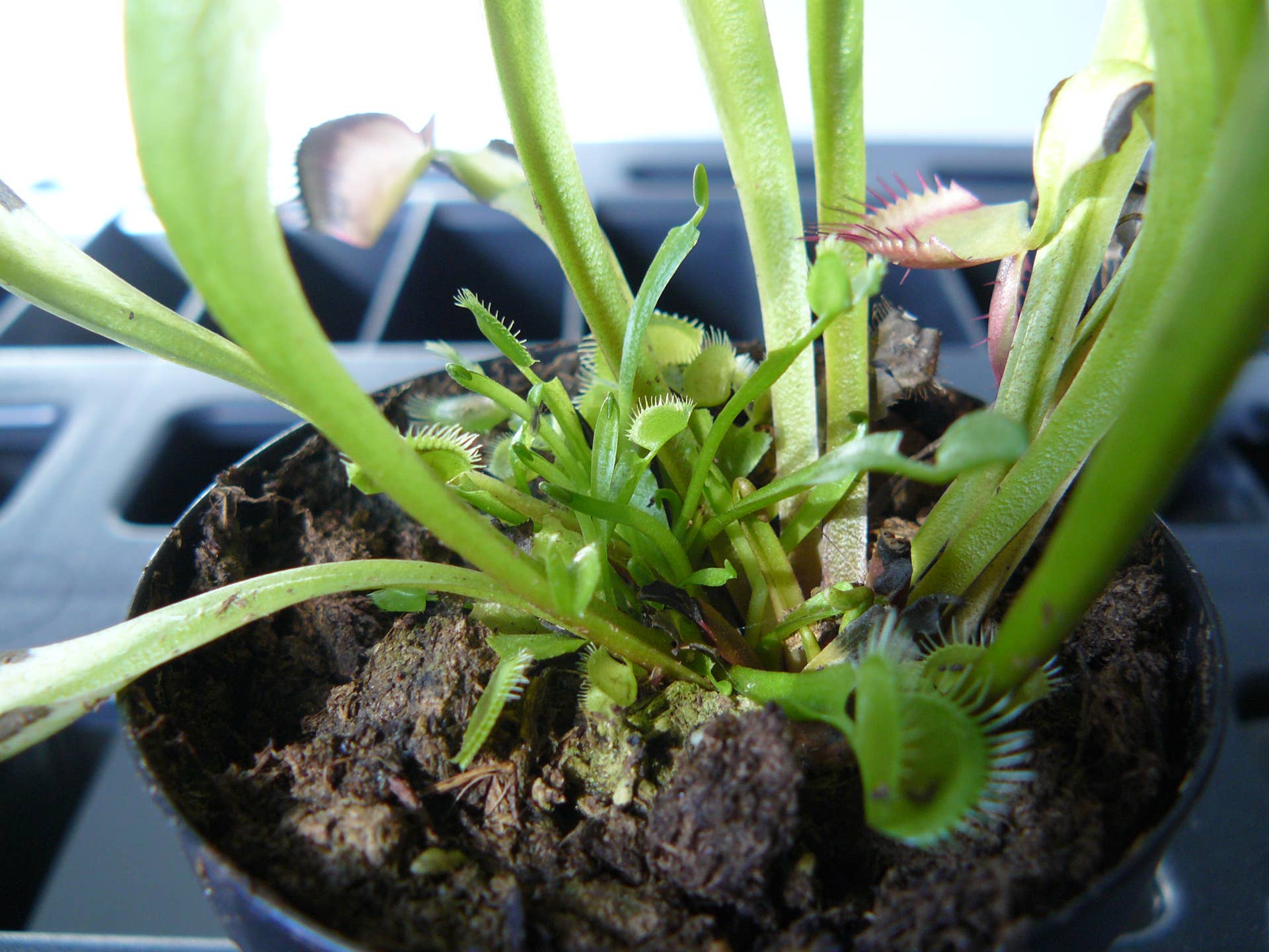 Facts and Myths About Caring for a Venus Flytrap Indoors - Dengarden