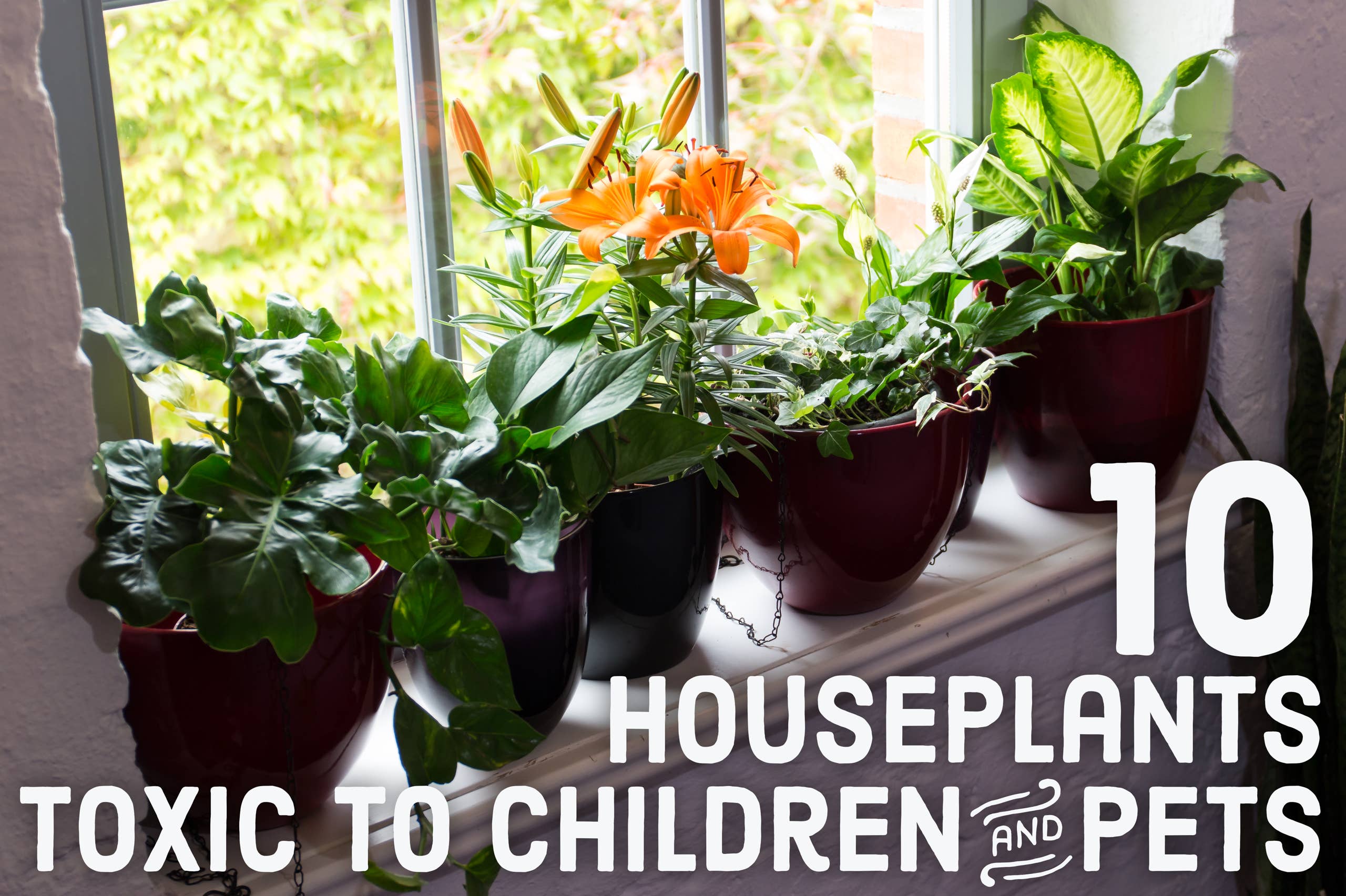 10 Toxic Houseplants That Are Dangerous for Children and Pets - Dengarden