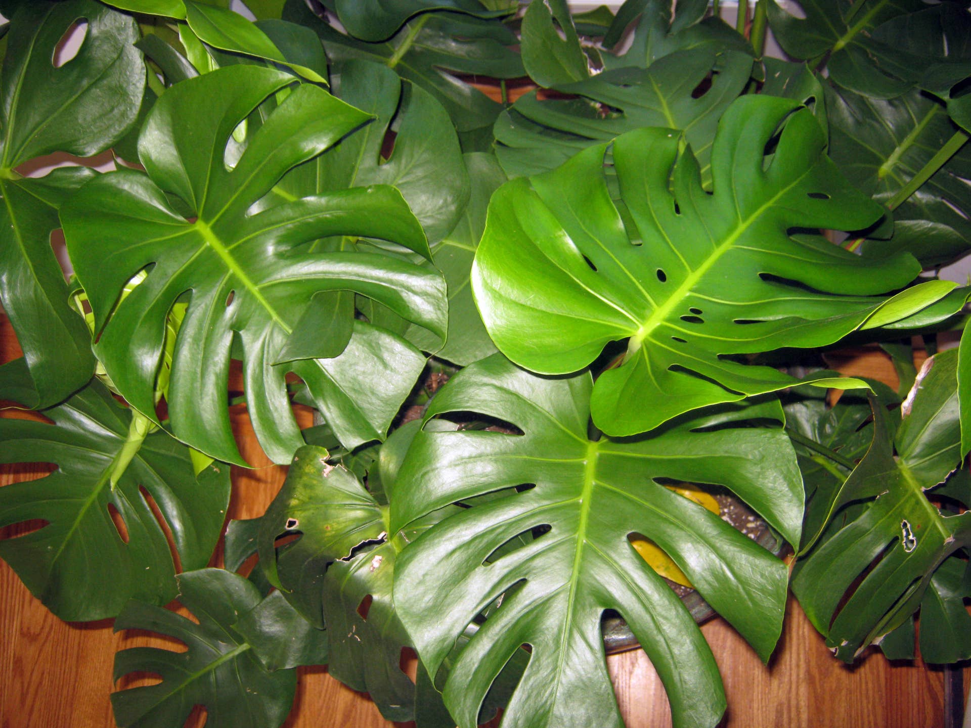 Easy HouseplantSwiss Cheese Plant or Monstera Deliciosa - Dengarden