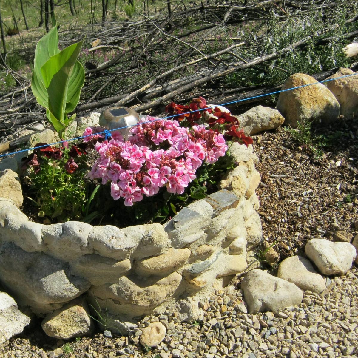 small trellis for potted plant Round Circle Indoor Plant Trellis - Double Hoop