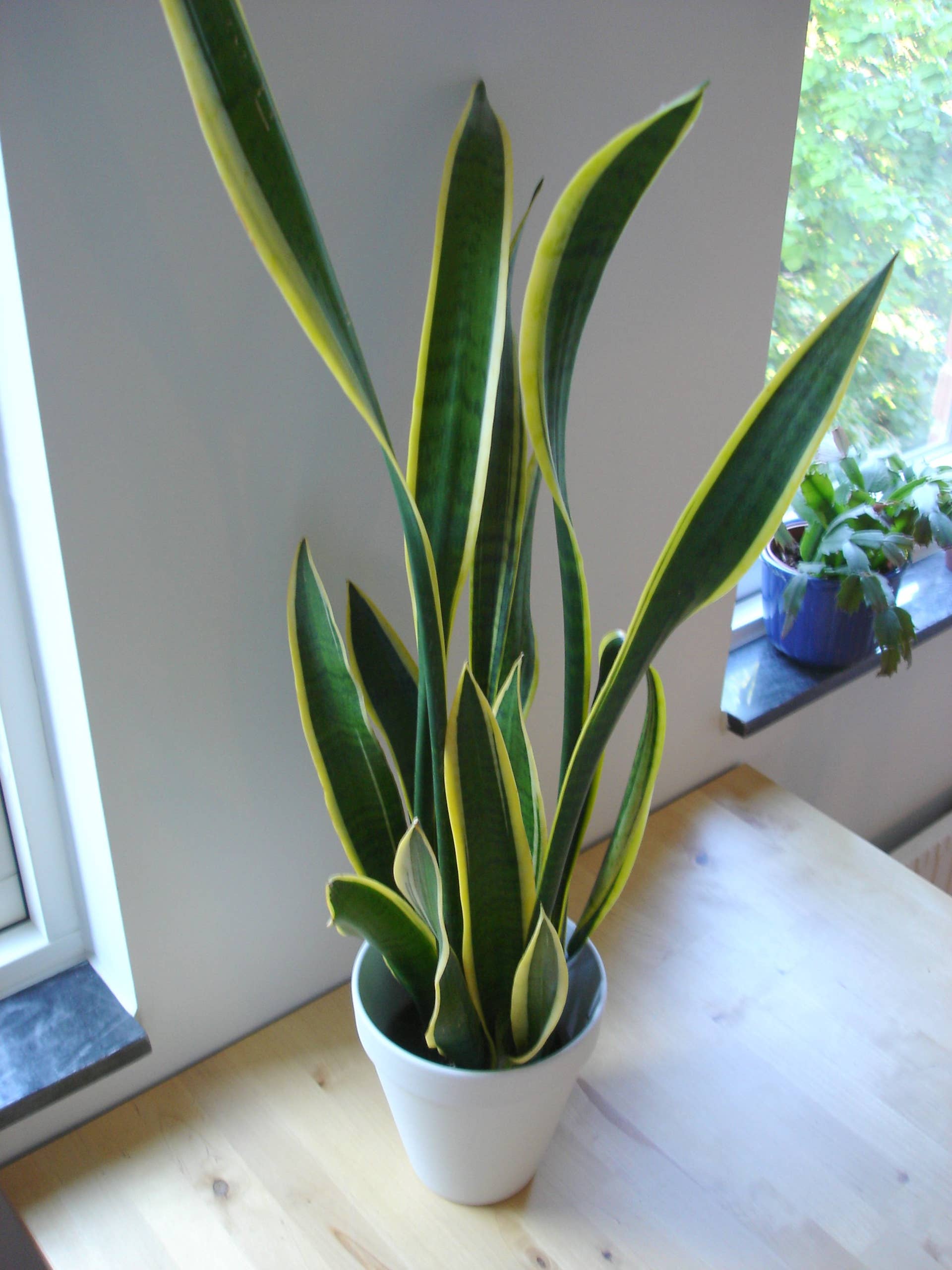 Snake Plants Are Incredibly Easy to Grow - Dengarden
