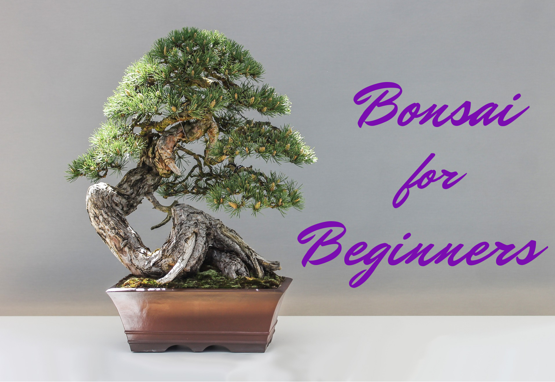 A Beginner's Guide to Bonsai - Dengarden