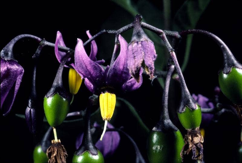 Top 10 Poisonous Plants - Dengarden
