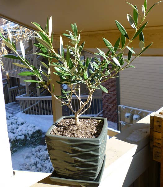 Growing Olive Trees in Pots and Containers - Dengarden