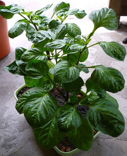 Caring for Pepper Plants - Dengarden