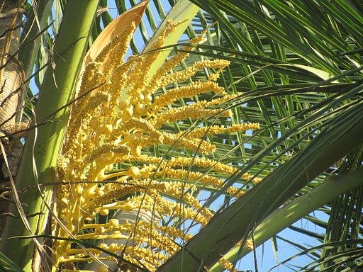 Coconut flowers