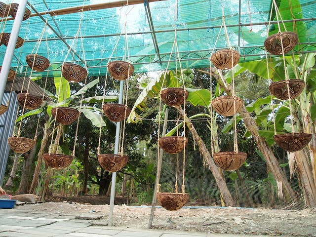 Hanging baskets made from coconut shells