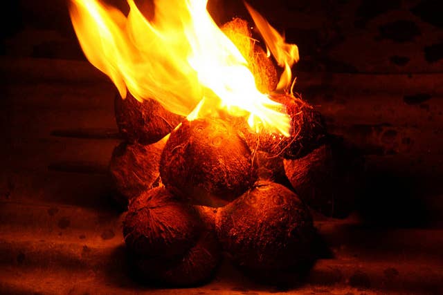 Cocounuts burnt for fuel