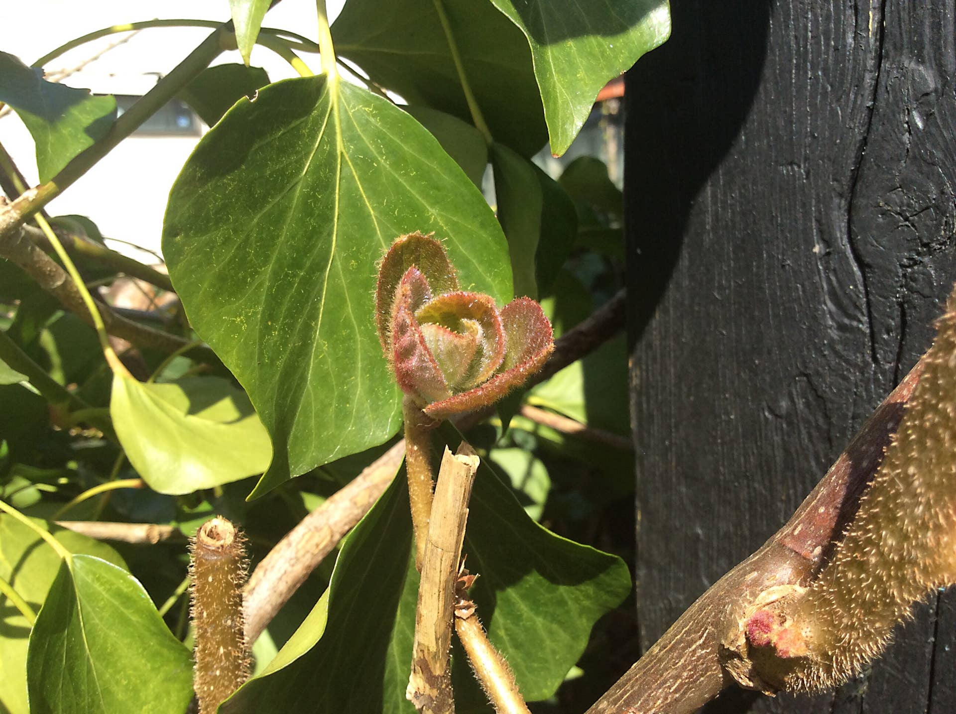 English Ivy Facts, Uses, and Problems - Dengarden