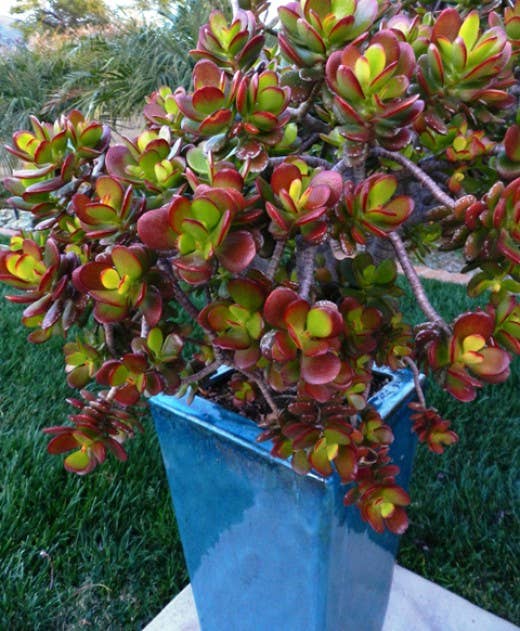 Tips and Care for 3 Kinds of Jade Plant (With Photos) - Dengarden