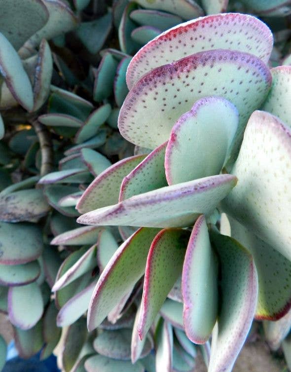 monstera albo plants Monstera Deliciosa Albo Variegated (Small Form/Borsigiana) *Grower's C   Rare Plant Fairy