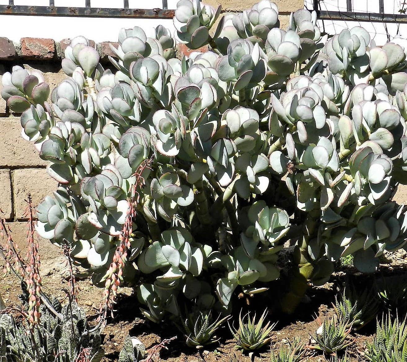 Tips and Care for 3 Kinds of Jade Plant (With Photos) - Dengarden