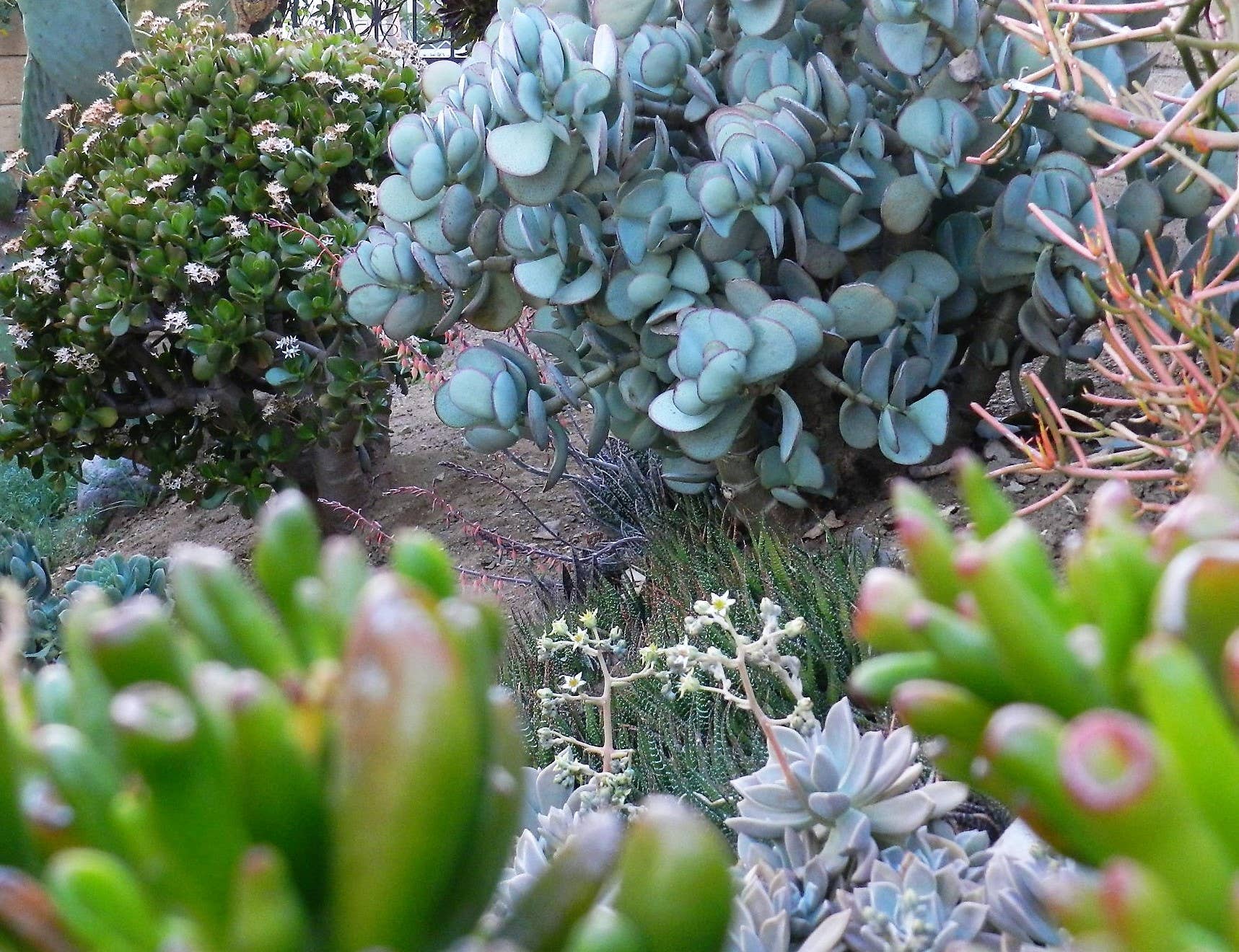 Tips and Care for 3 Kinds of Jade Plant (With Photos) - Dengarden