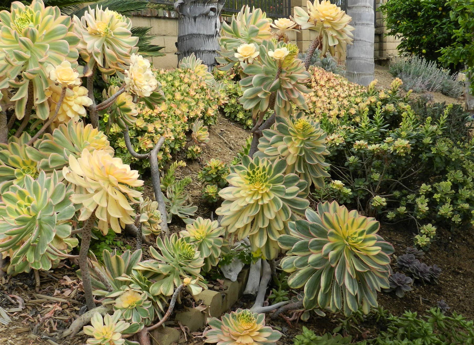 moss rose seeds bulk Moss Rose Yellow Bulk Seeds main image 0