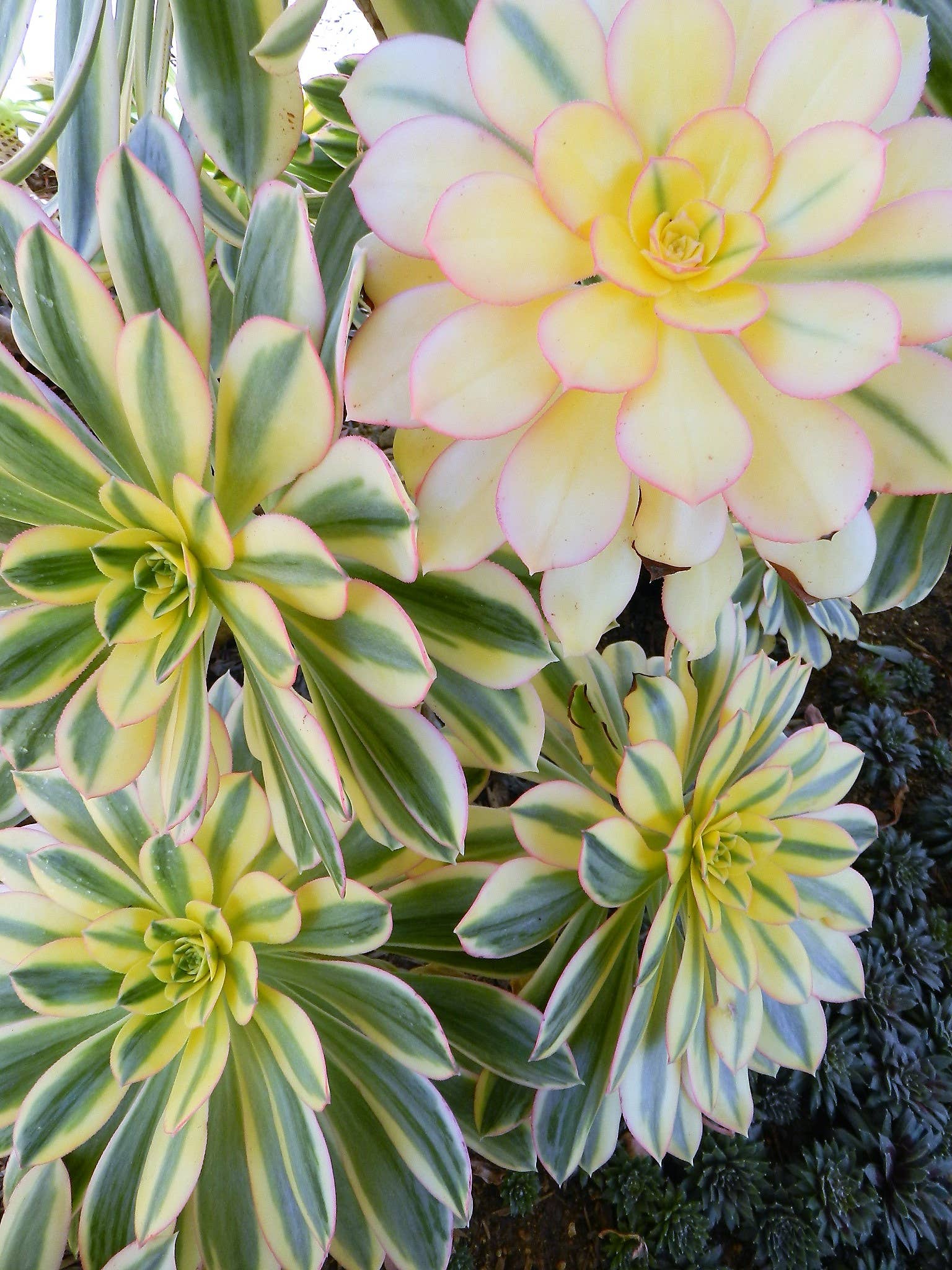 succulent candles Succulent Garden Candle  Moonlight