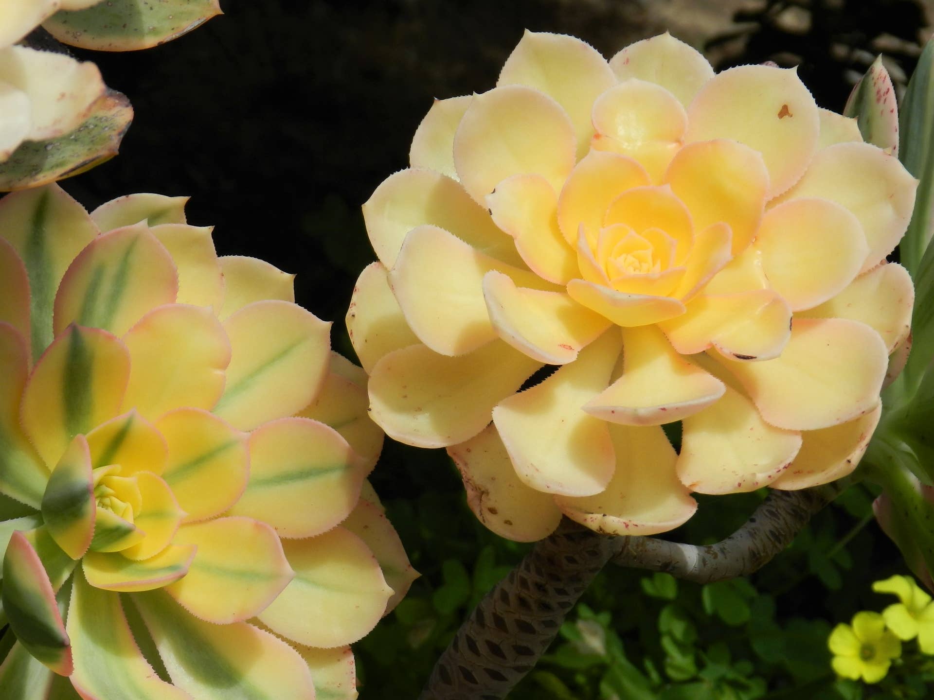 tall indoor plant stands 2-Tier Metal Hanging Plant Stand – Tall Iron Indoor & Outdoor Plant Shelf main image 0