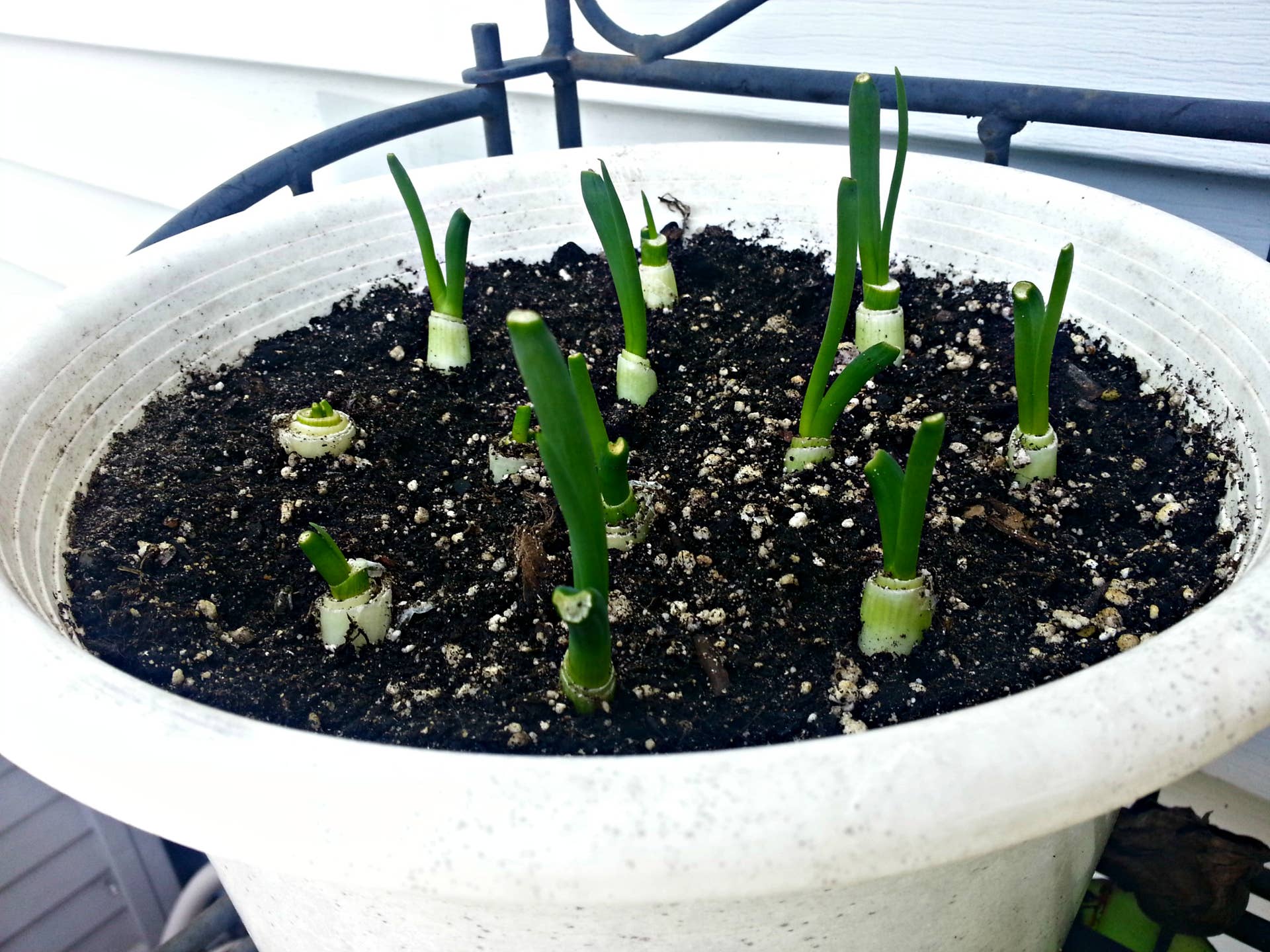 How to Grow Green Onions From Kitchen Scraps - Dengarden