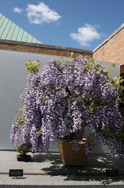Wisteria Vine: Types, Care, and Propagation - Dengarden