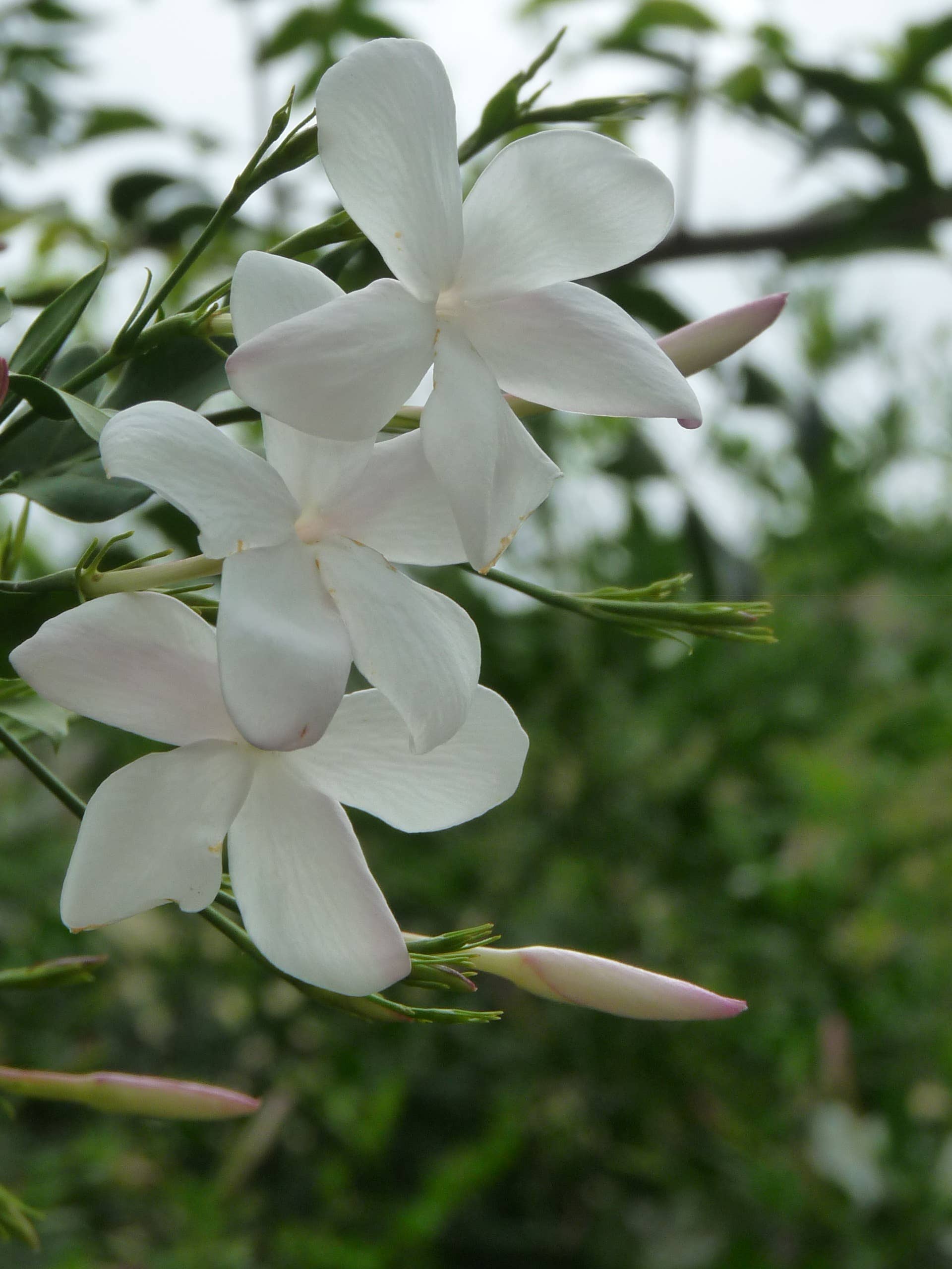 Jasmine flowers