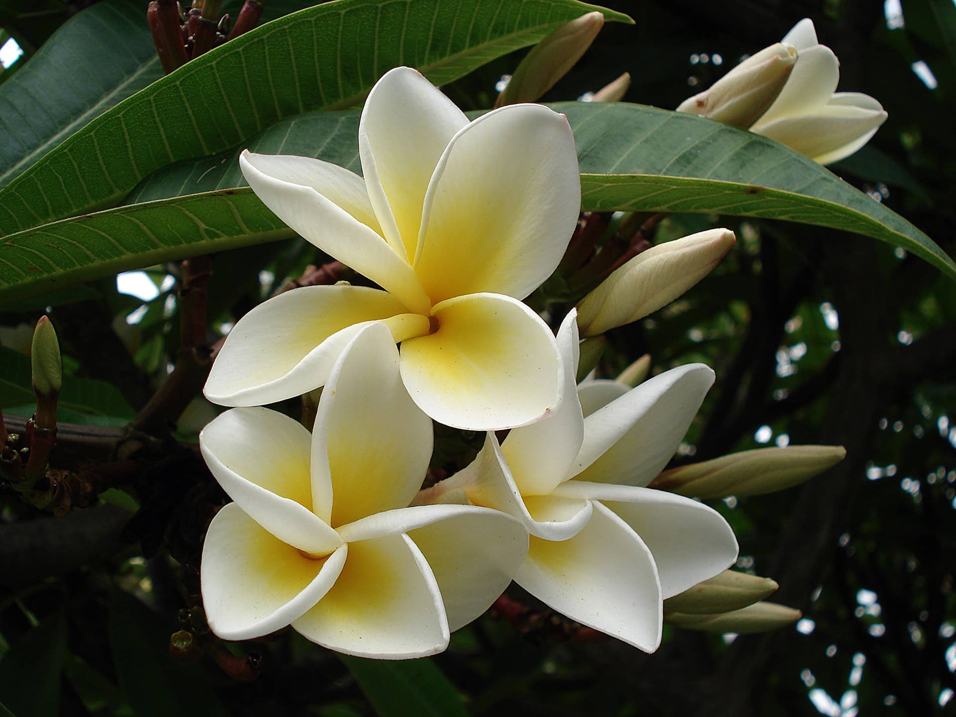 Plumeria or Hawaiian Frangipani