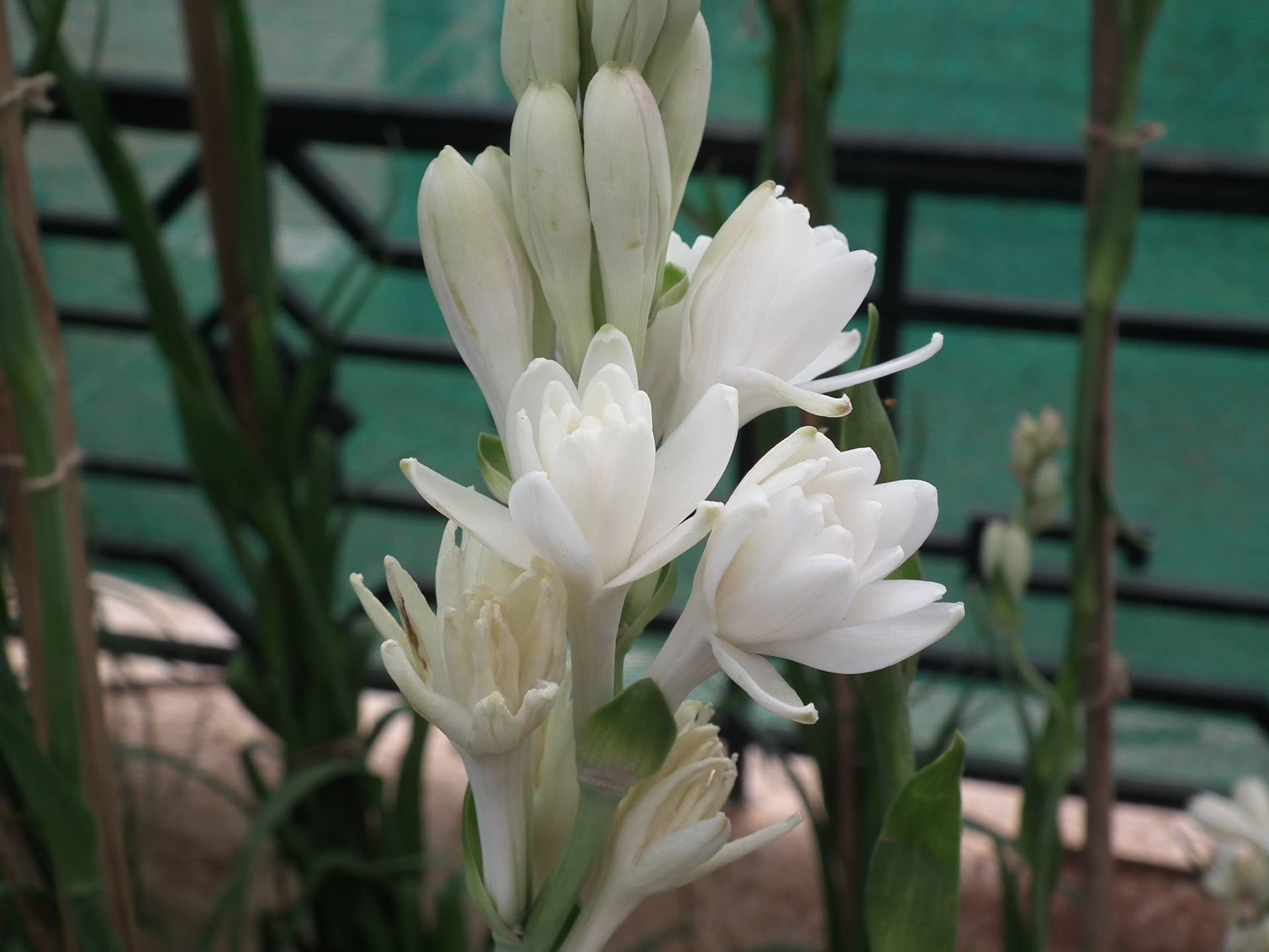 Tuberoses: Polianthes tuberosa