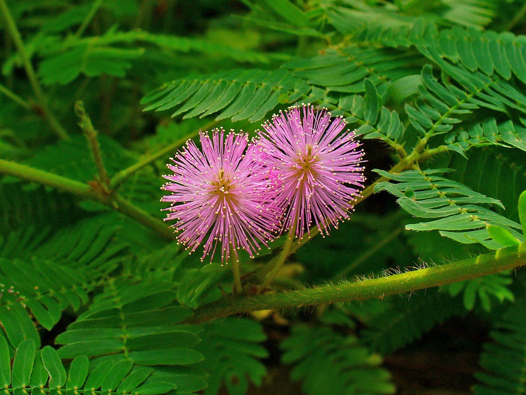gems plants Homalomena 'Emerald Gem'