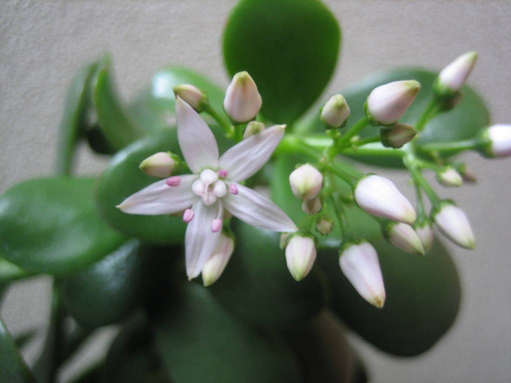 pachira braid money tree Pachira aquatica aubul (Braided Money Tree) – Mari's Gardens main image 1
