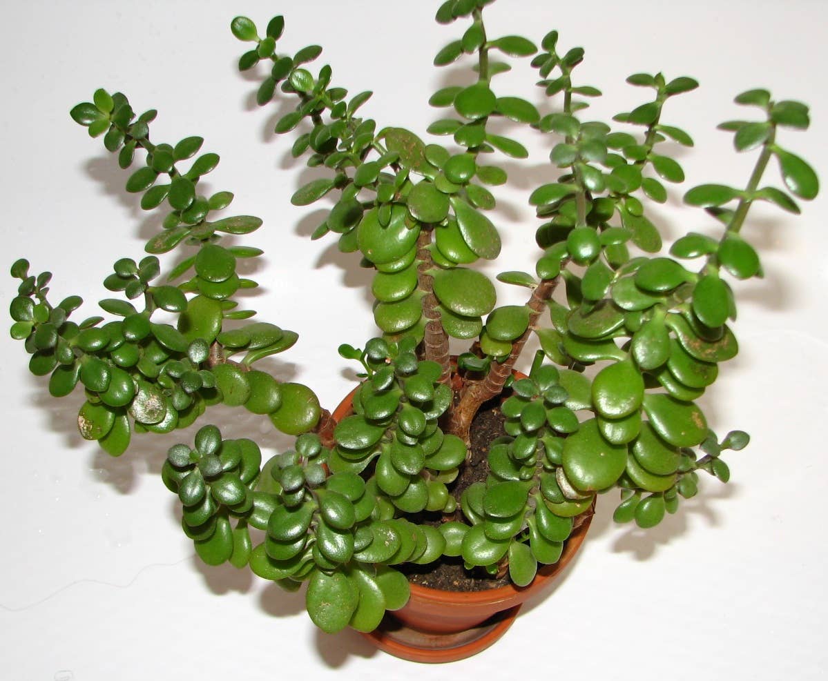 pothos n joy Epipremnum 'N Joy Pothos' 4"