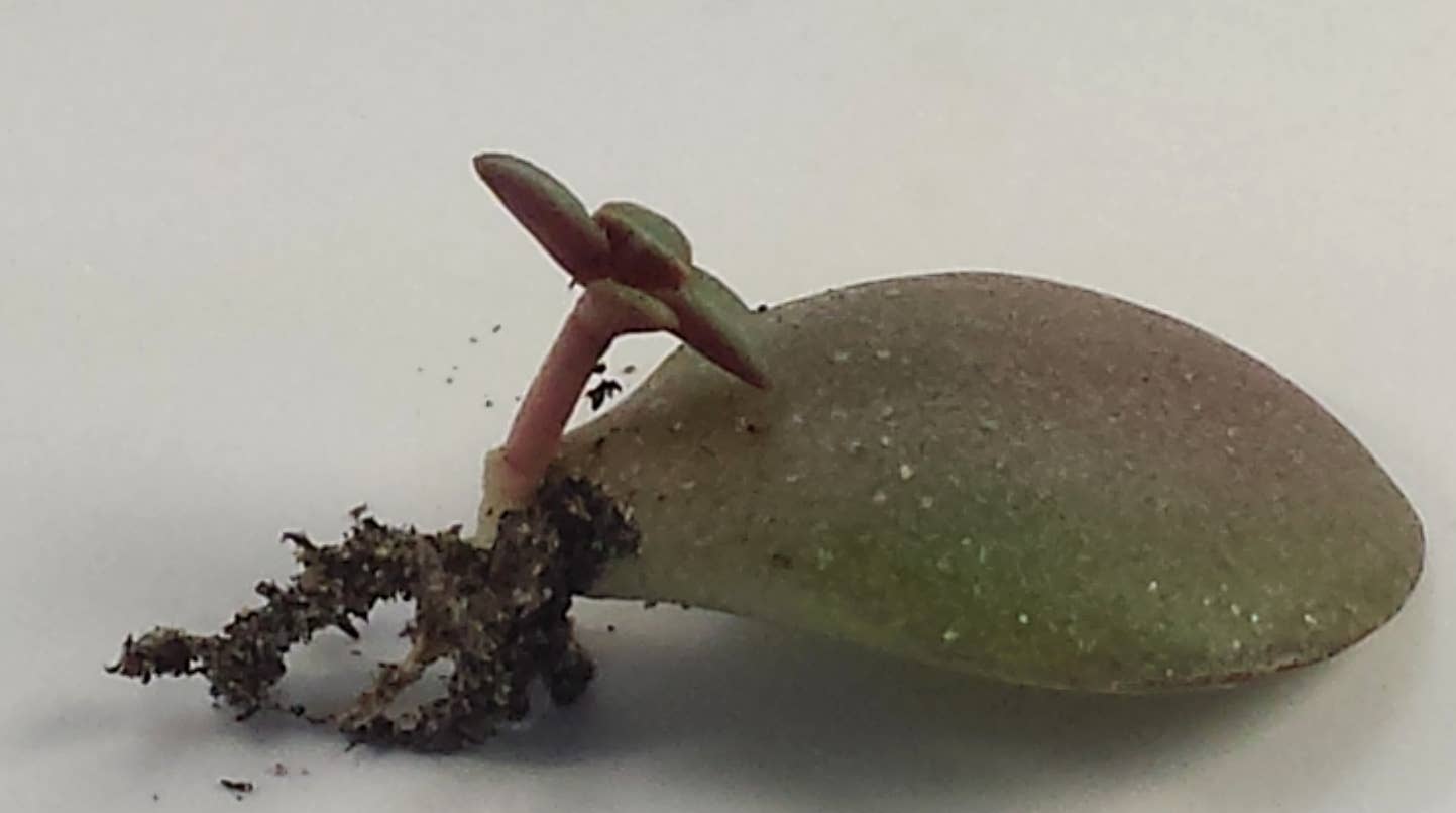 aglaonemas Aglaonema 'Silver Bay' 10