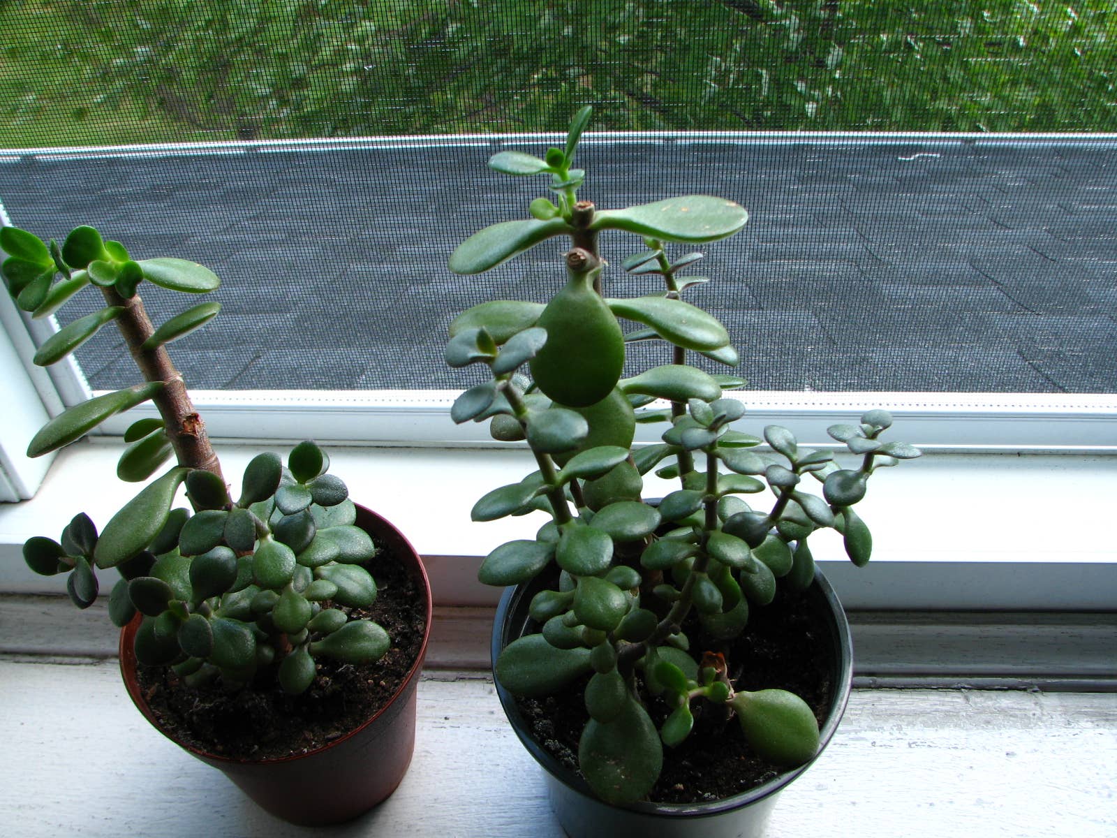 How to Care For and Propagate Jade Plants - Dengarden