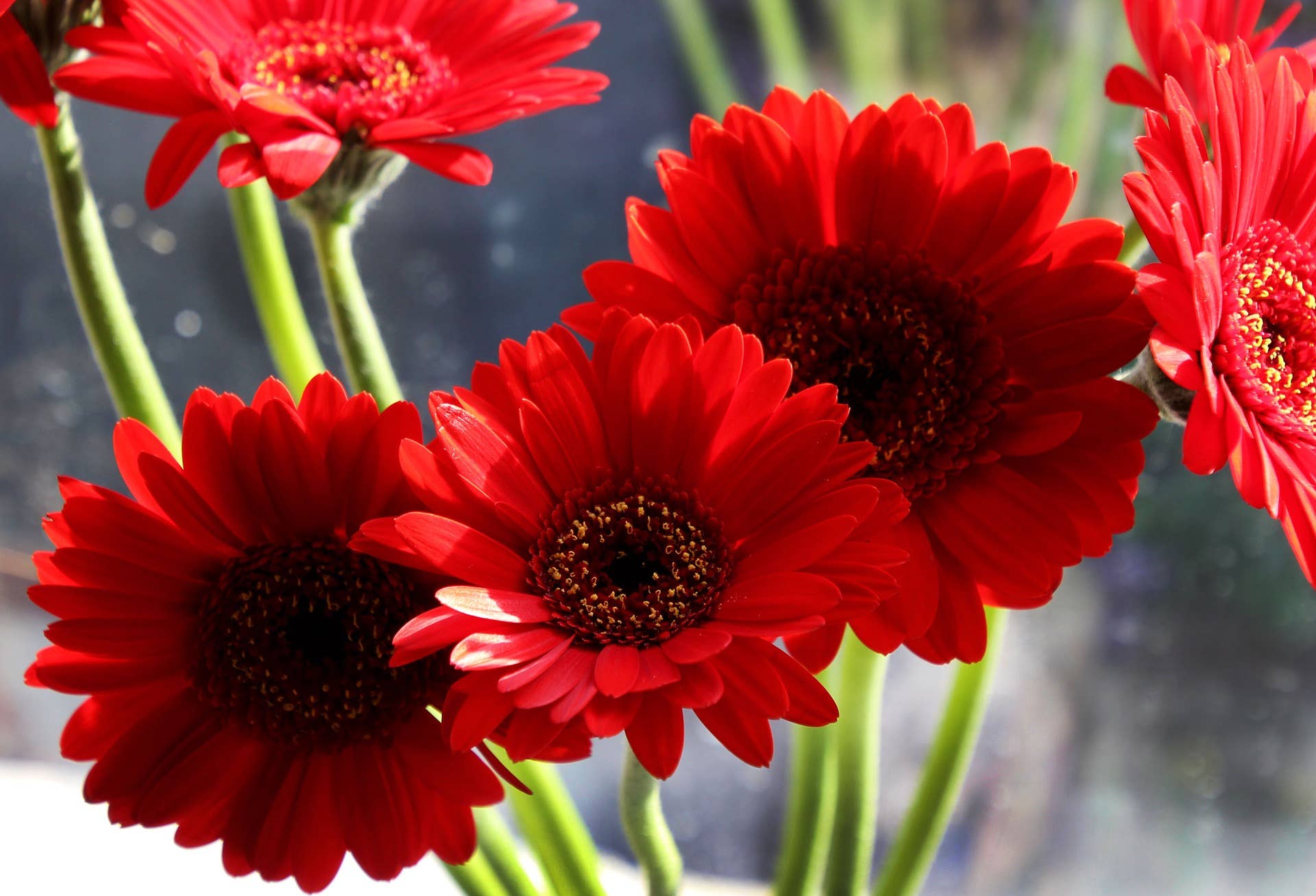 How to Care for the Gerbera Daisy - Dengarden