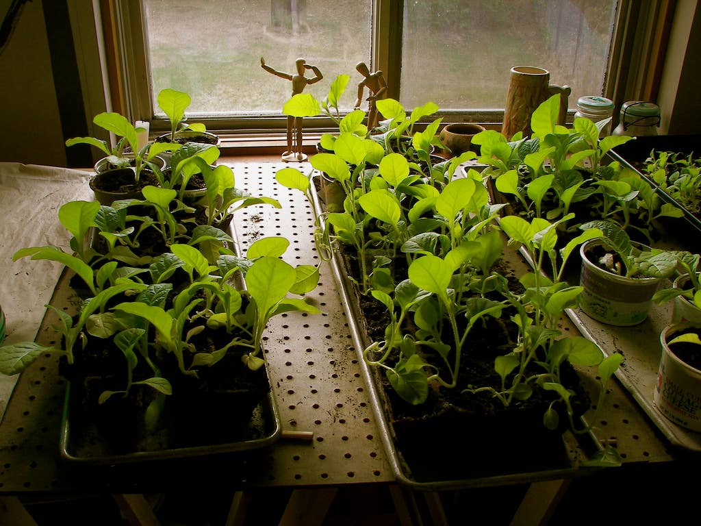 How to Grow, Harvest and Cure Tobacco at Home