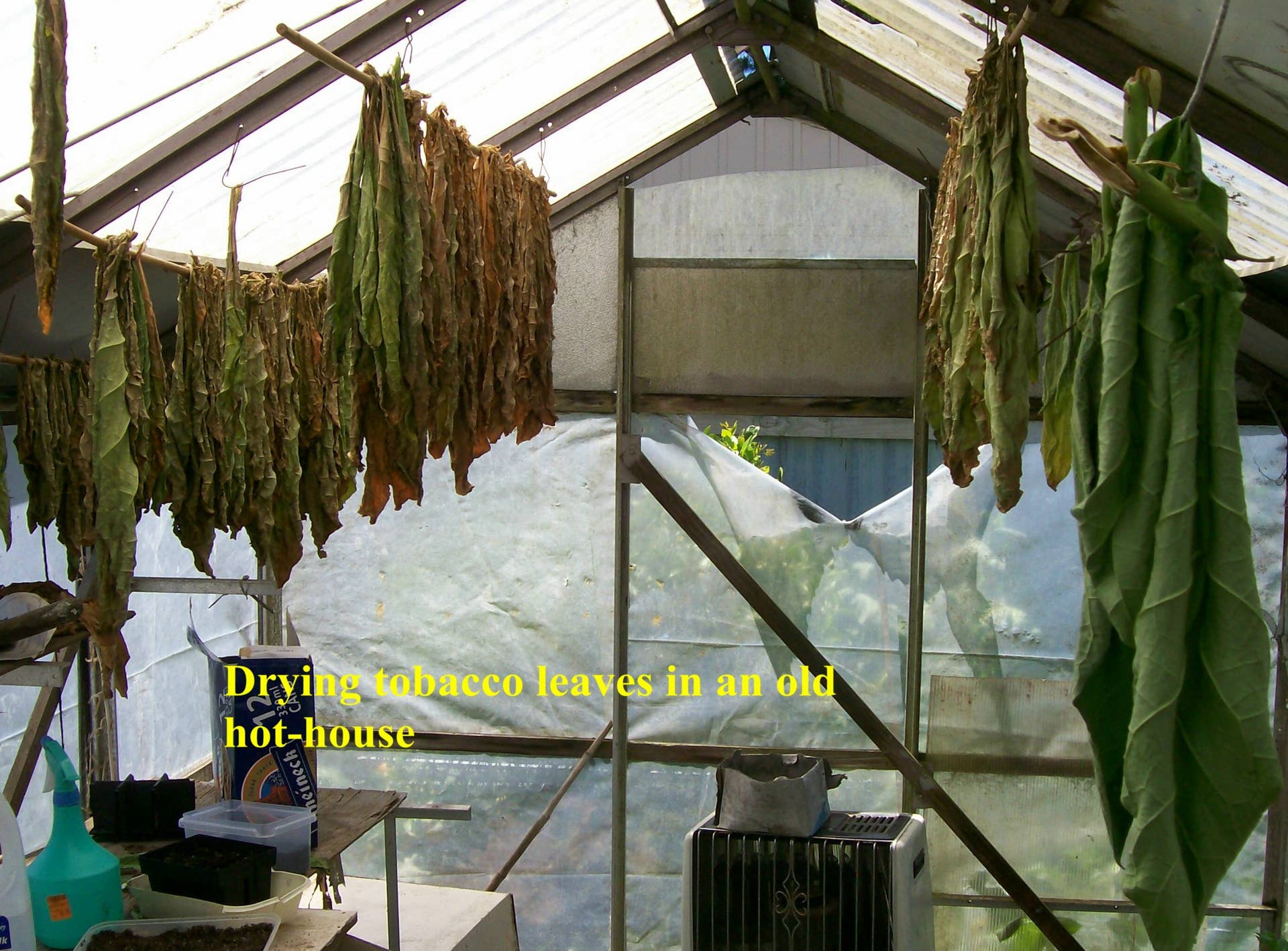 drying tobacco leaves in oven How to Grow, Harvest and Cure Tobacco at Home