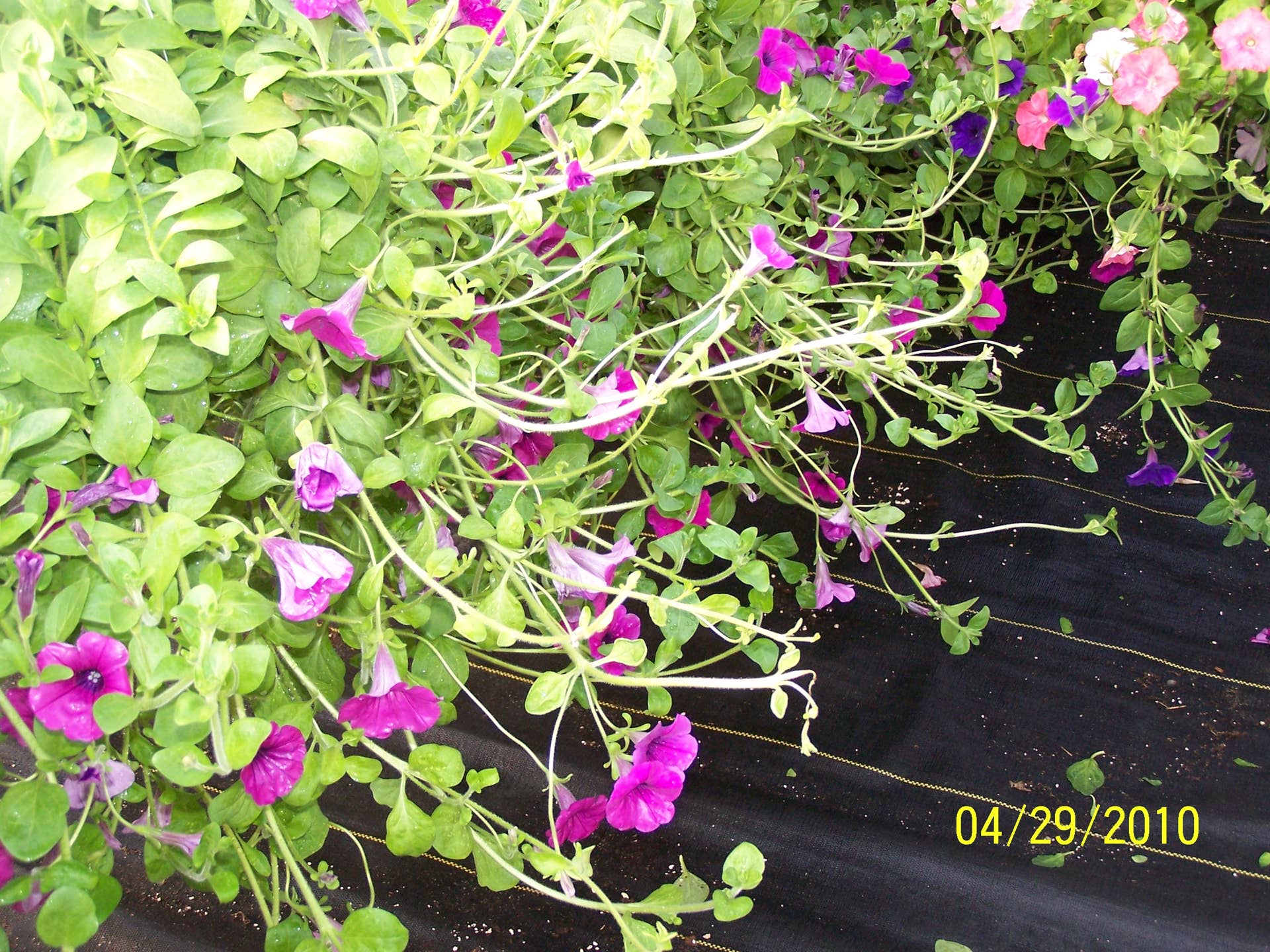 The Gardener's Companion: How to Grow Wave Petunias - Dengarden