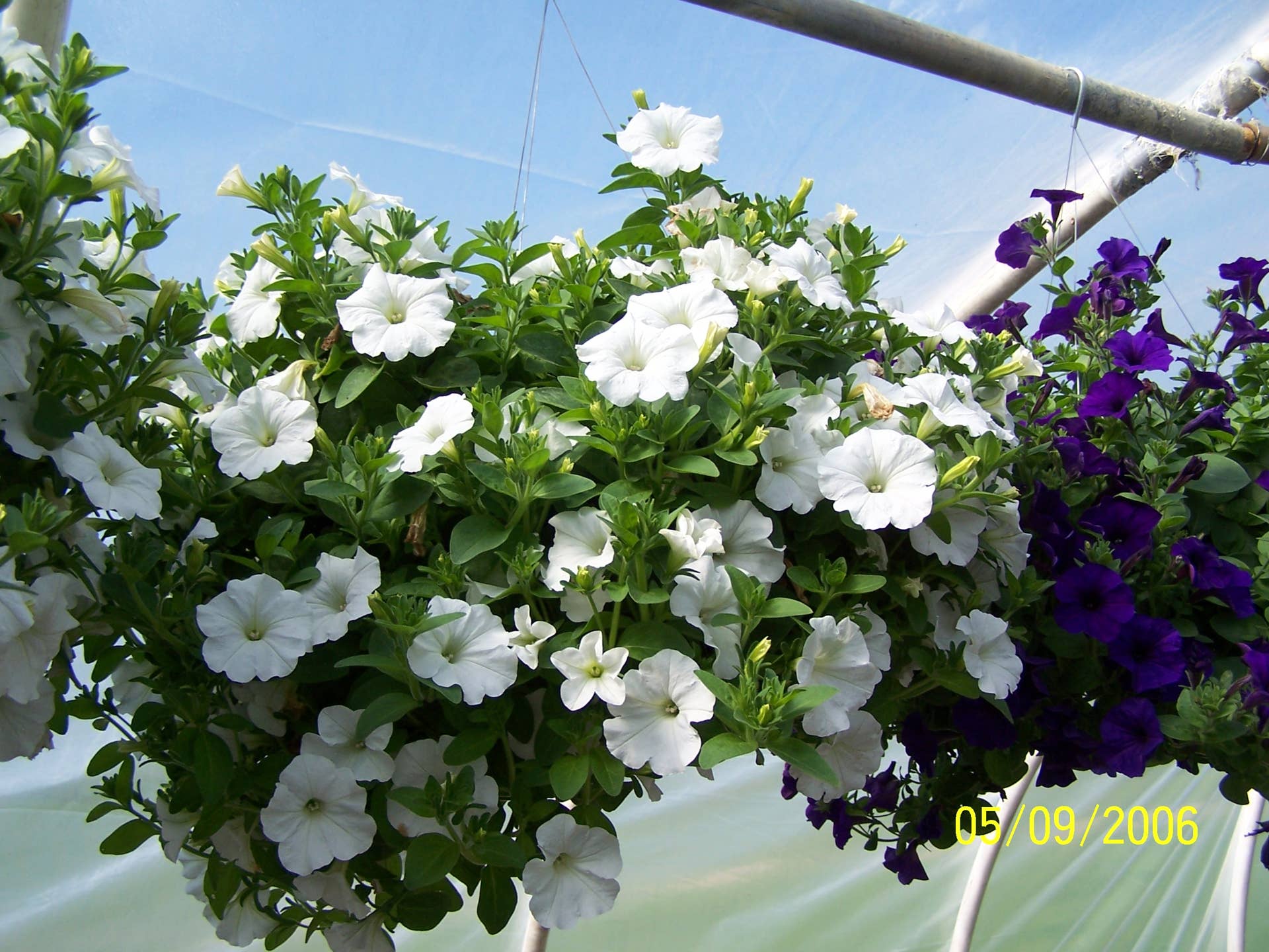 The Gardener's Companion: How to Grow Wave Petunias - Dengarden