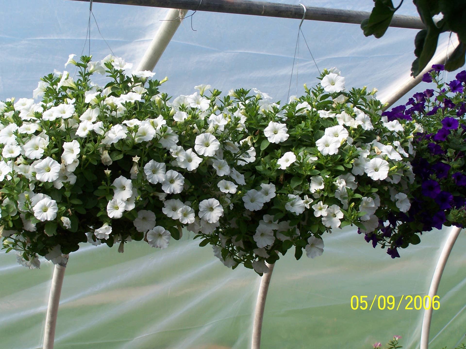 The Gardener's Companion: How to Grow Wave Petunias - Dengarden