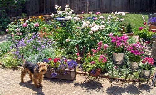 How to Plant a Dog-Friendly Garden - Dengarden