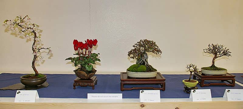 A Beginner's Guide to Growing Mame Bonsai - Dengarden
