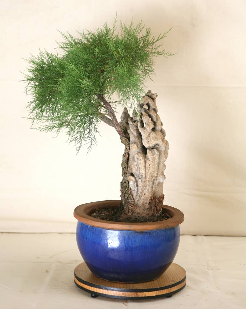 bonsai olivenbaum überwintern Olea Europaea Bonsai | 200 cm