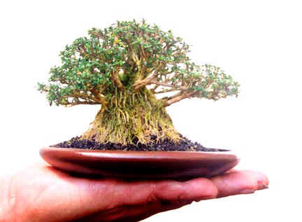 A Beginner's Guide to Growing Mame Bonsai - Dengarden