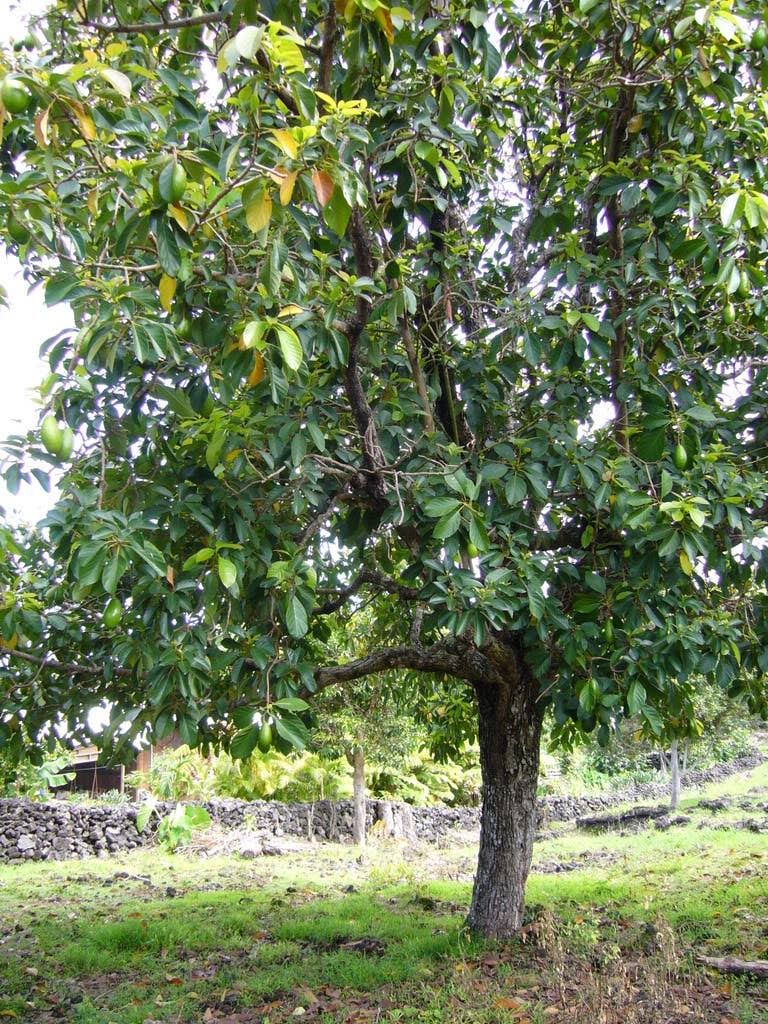 a tree planted plant one tree – evolvetogether