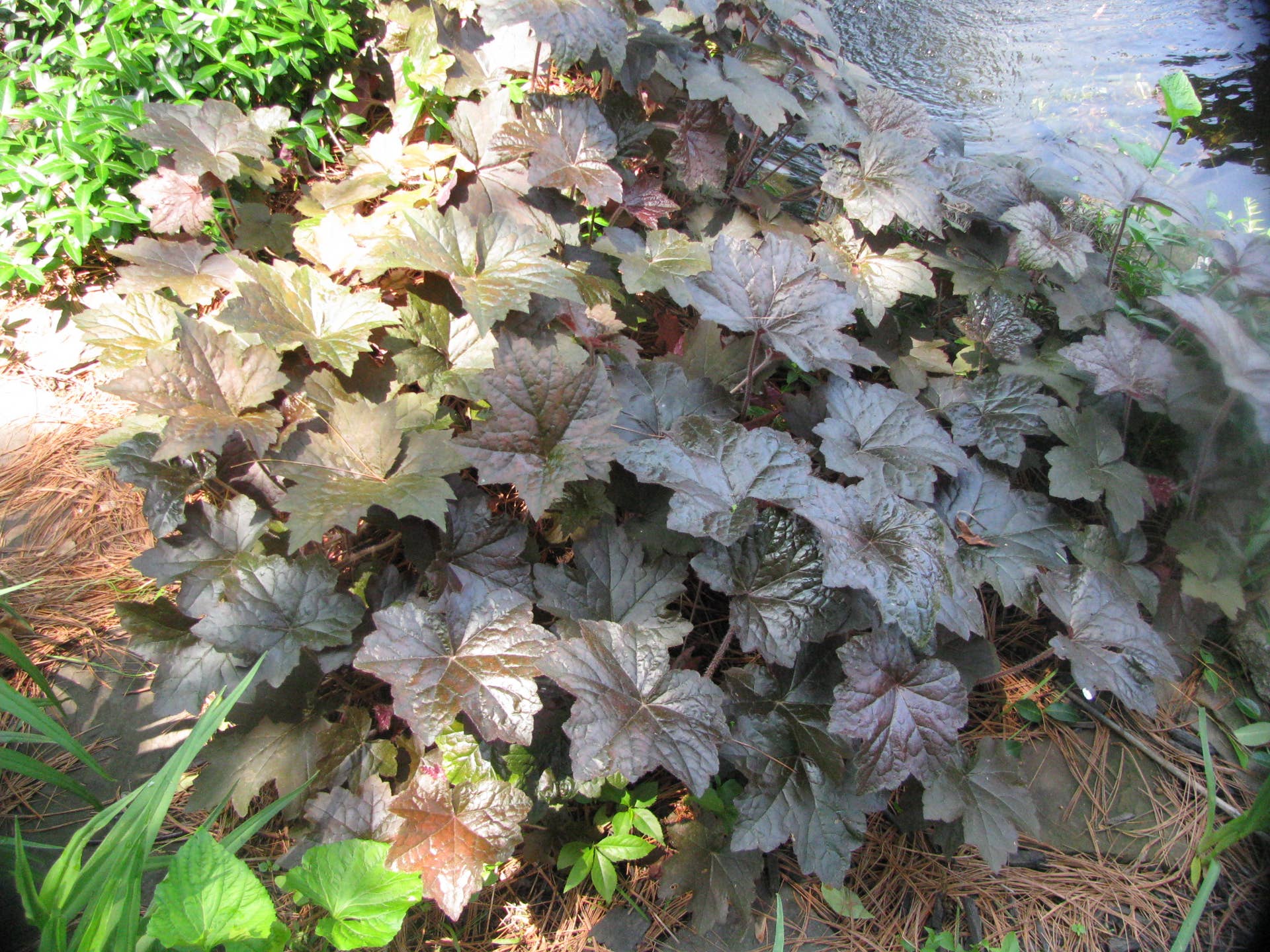 How to Garden in Sandy Soil - Dengarden