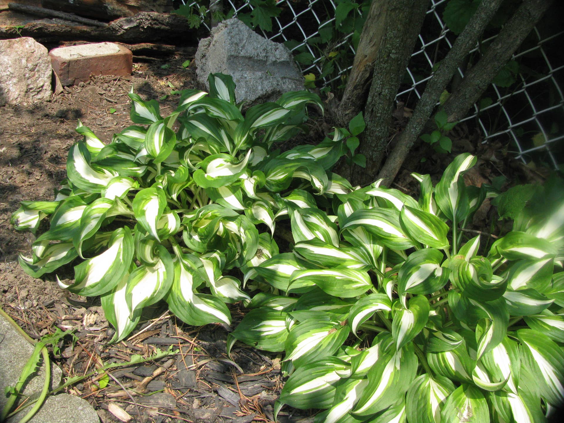 How to Garden in Sandy Soil - Dengarden